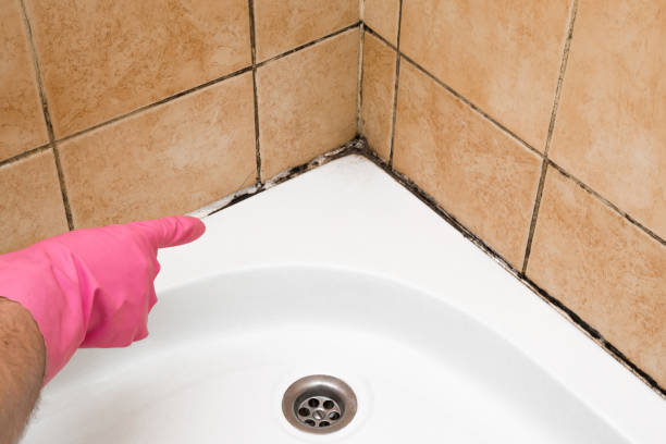 Best White Mold Remediation in Manasquan, NJ
