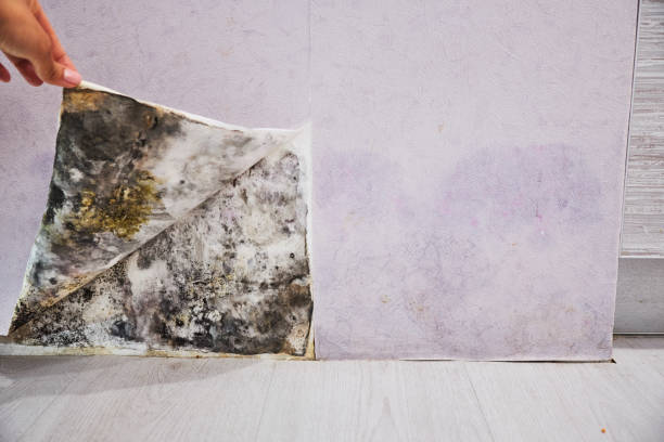 Best Mold Testing and Inspection Services in Manasquan, NJ